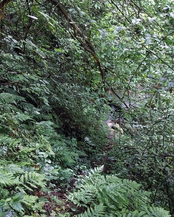 Terreno Agrícola 5000 v2 con Nacimiento en Tonacatepeque