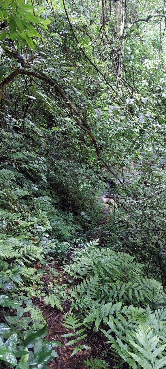 Terreno Agrícola 5000 v2 con Nacimiento en Tonacatepeque